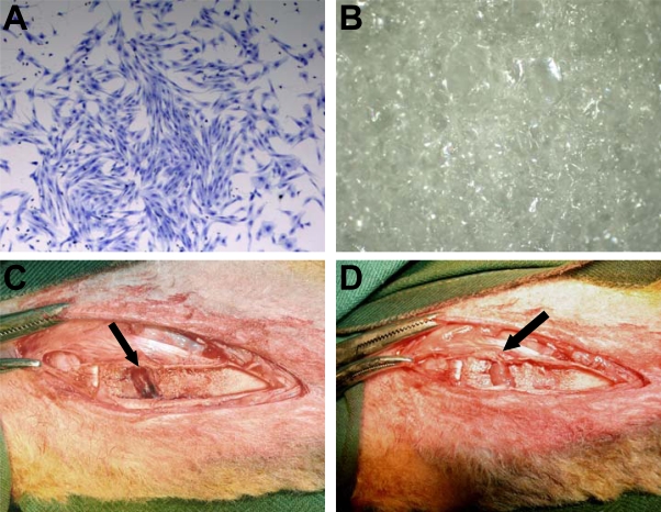 Fig. (1)