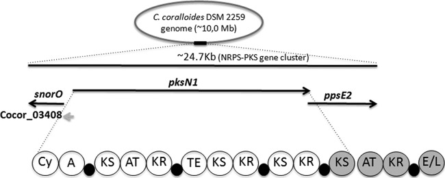 Fig 3