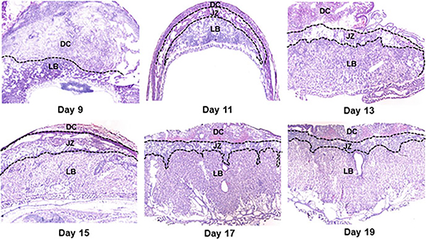 Fig. 6