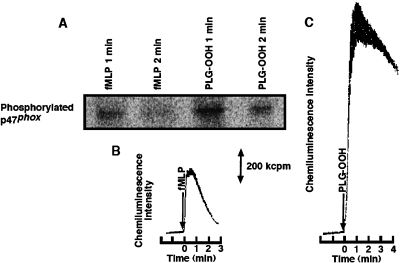 Fig. 5