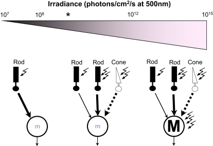 Figure 7