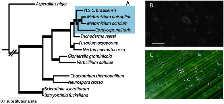 Fig. 1.—