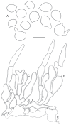 Fig. 8