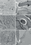 Fig. 12