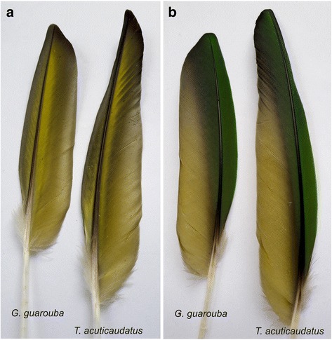 Fig. 12