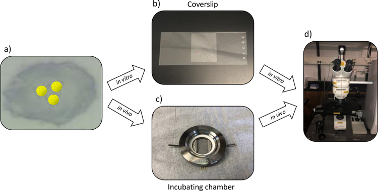 Figure 3)