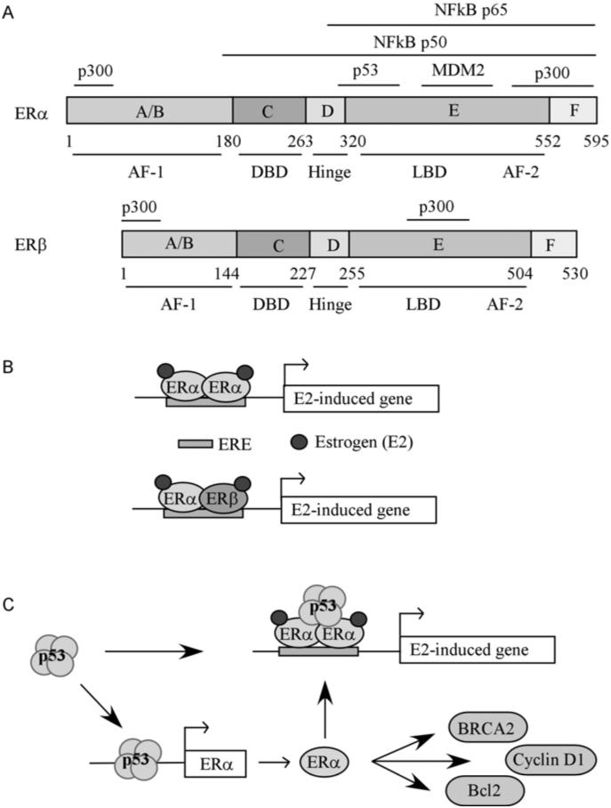 Fig. (1)