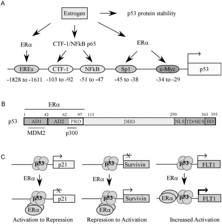 Fig. (2)