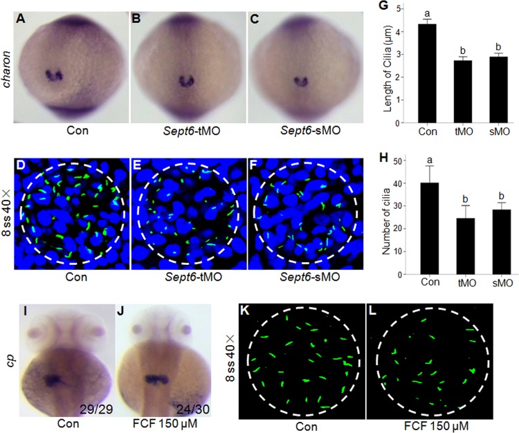 FIG 6