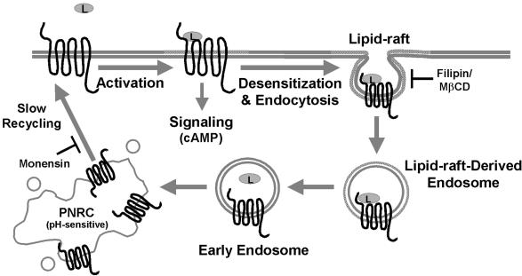 Figure 11.