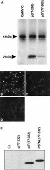 FIG. 5