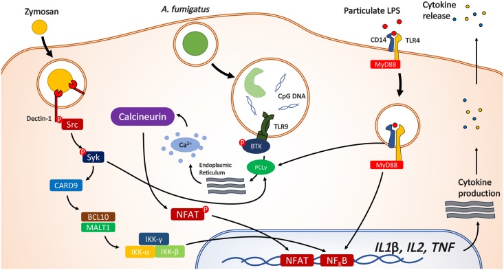 Fig 1