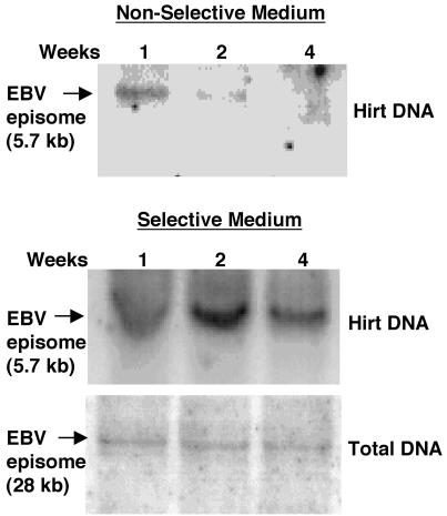 FIG. 8.