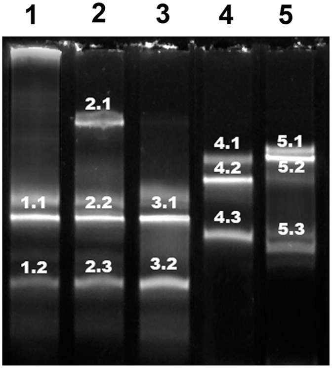 Figure 5