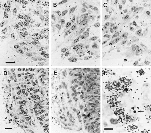 Fig. 12.