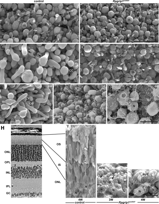 Figure 7.