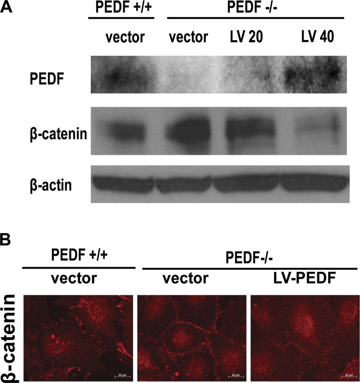 Fig. 10.