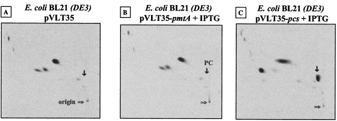 FIG. 5.