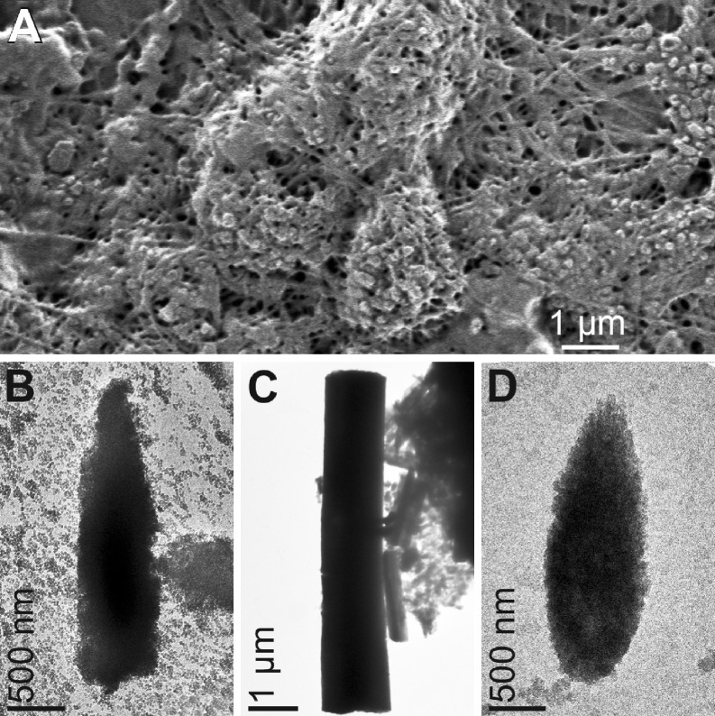 Fig. 11