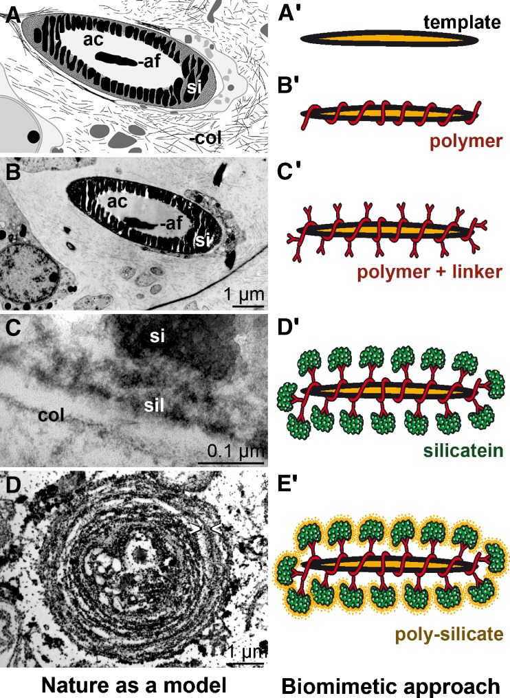 Fig. 9