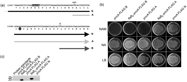 Fig. 1. 