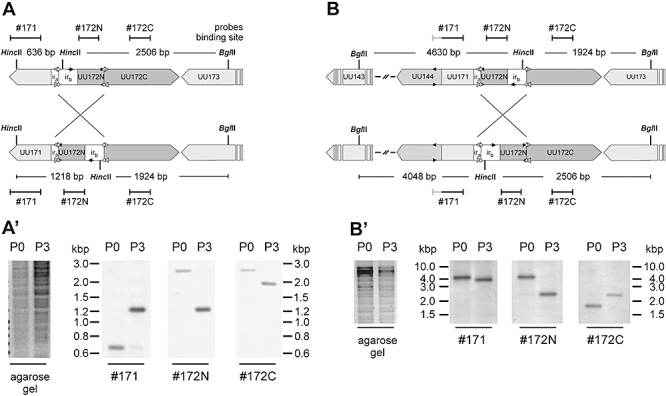 Fig. 6