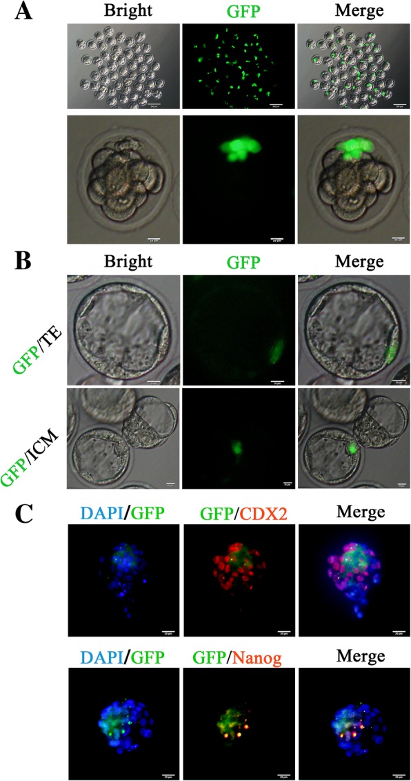 Fig. 4