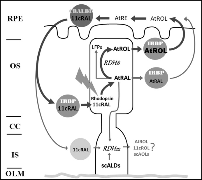 Figure 11.