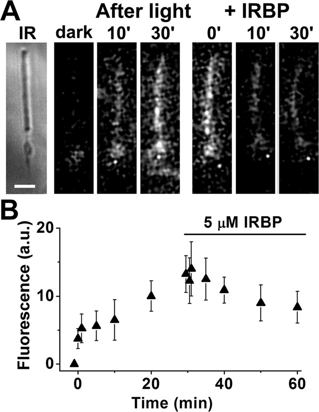 Figure 5.