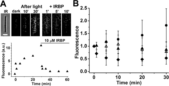 Figure 4.