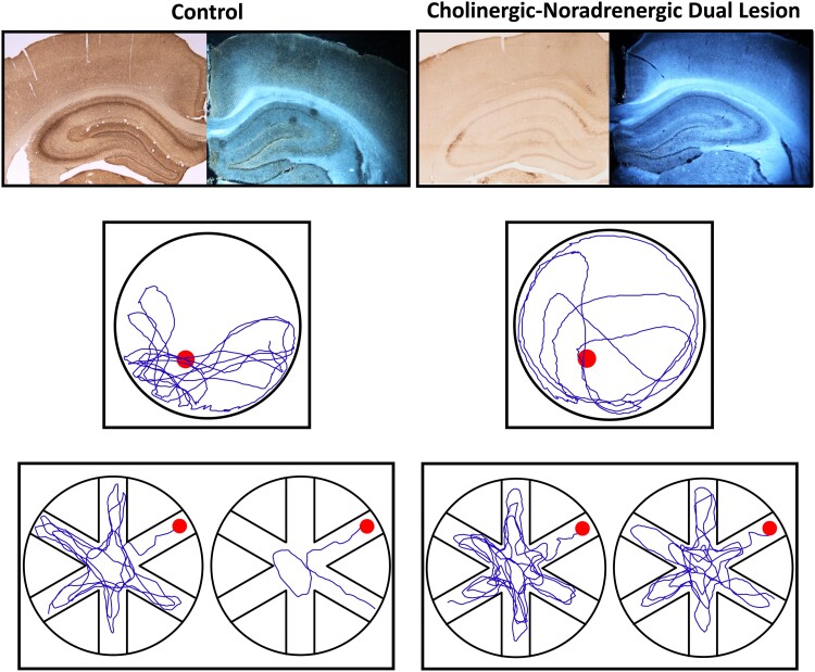 Graphical Abstract