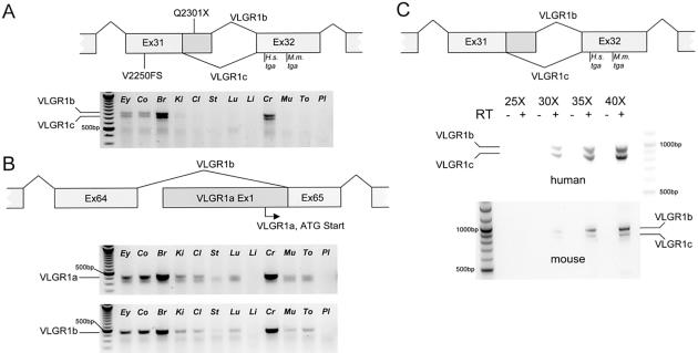 Figure  3