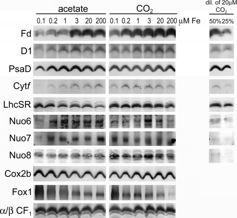 Fig. 7