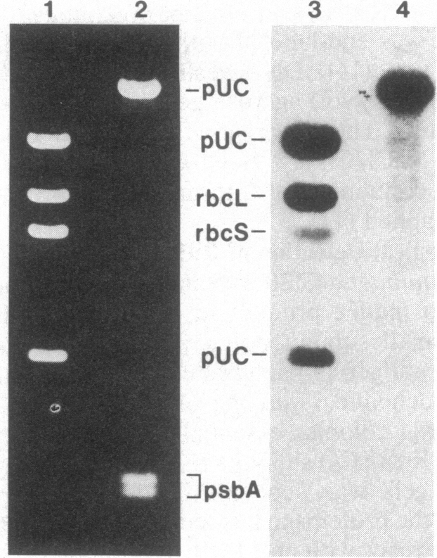 graphic file with name pnas00359-0190-a.jpg