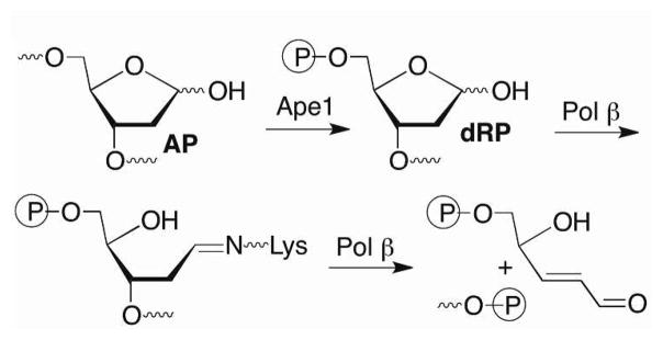 Scheme 2