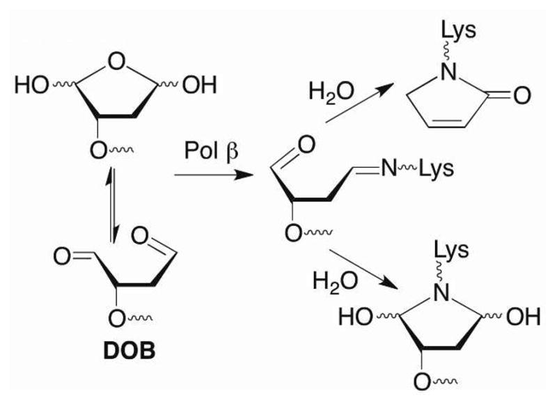 Scheme 3