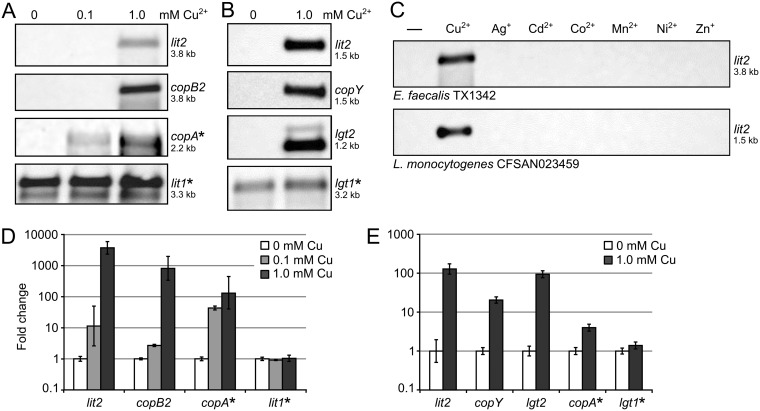 FIG 3