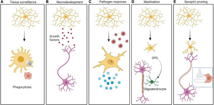 FIGURE 2