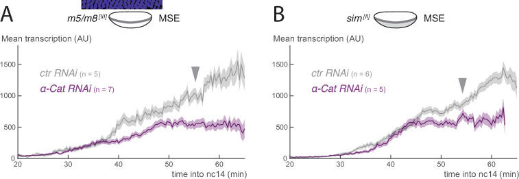 Figure 2—figure supplement 3.