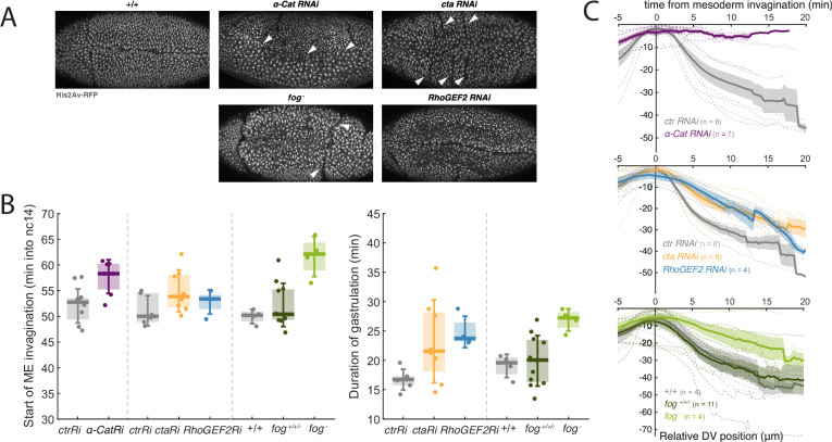 Figure 2—figure supplement 1.