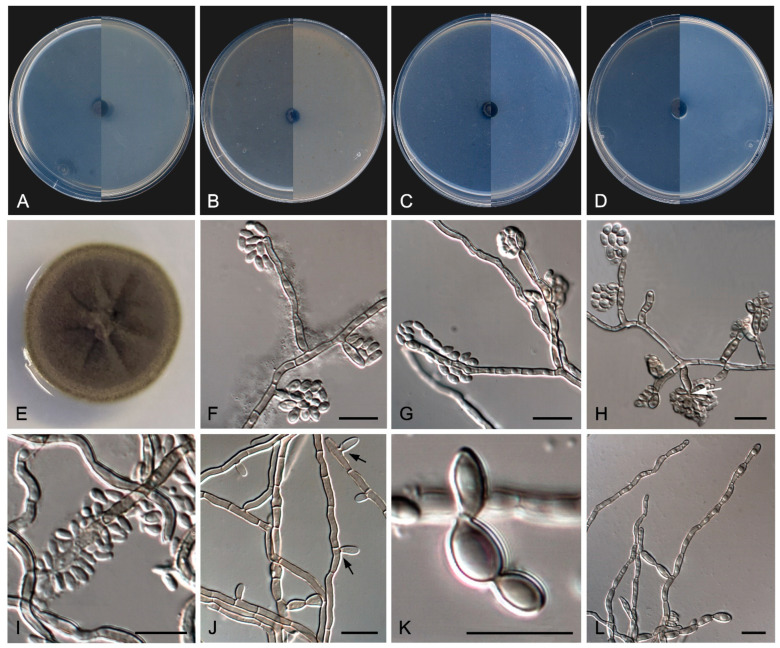 Figure 10