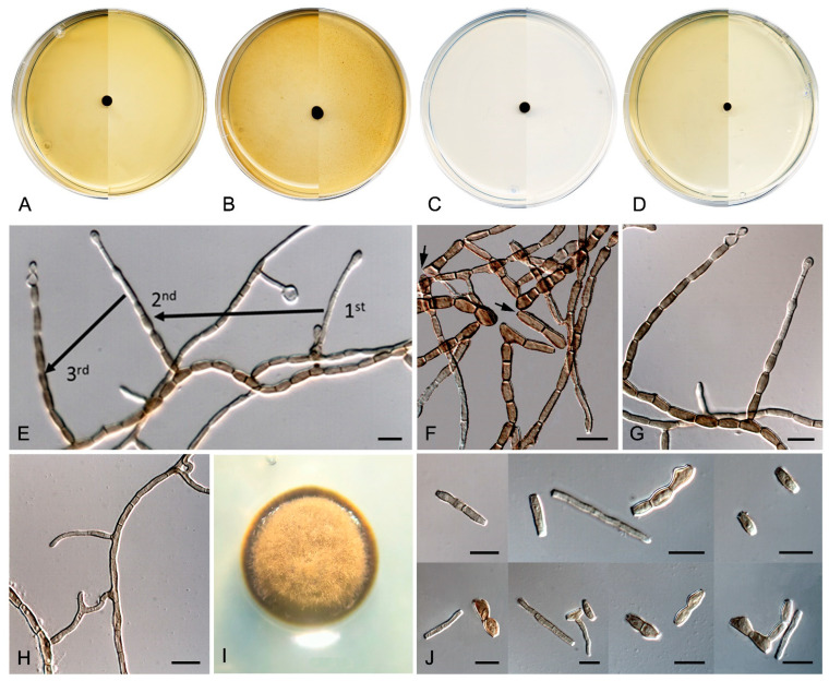 Figure 15