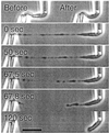 Fig 1.