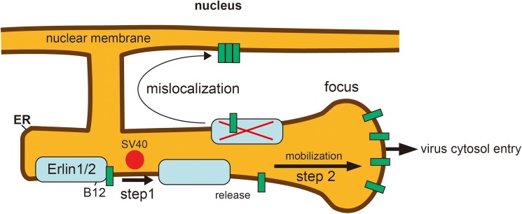 Fig 9