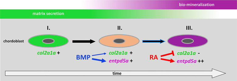 Figure 7