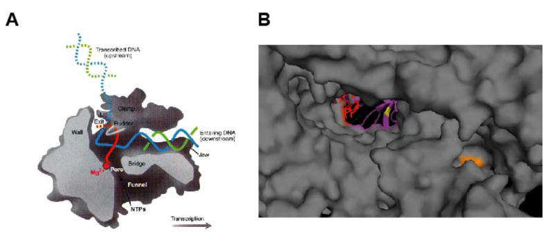 Fig. 8