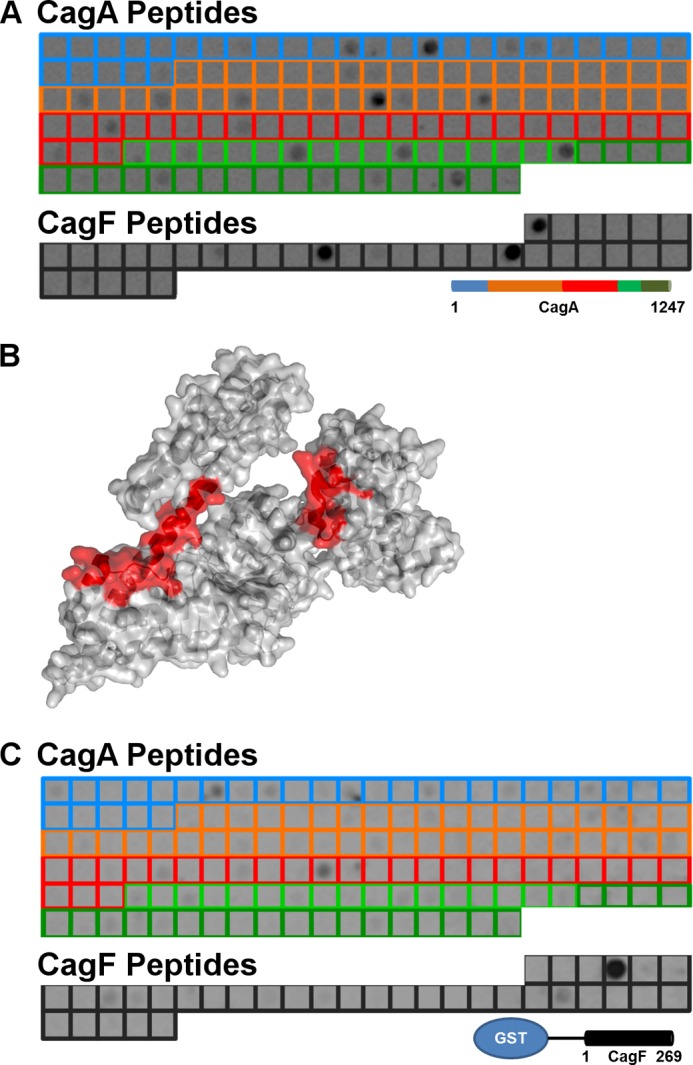 FIGURE 3.