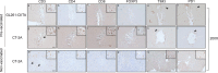 Fig. 6