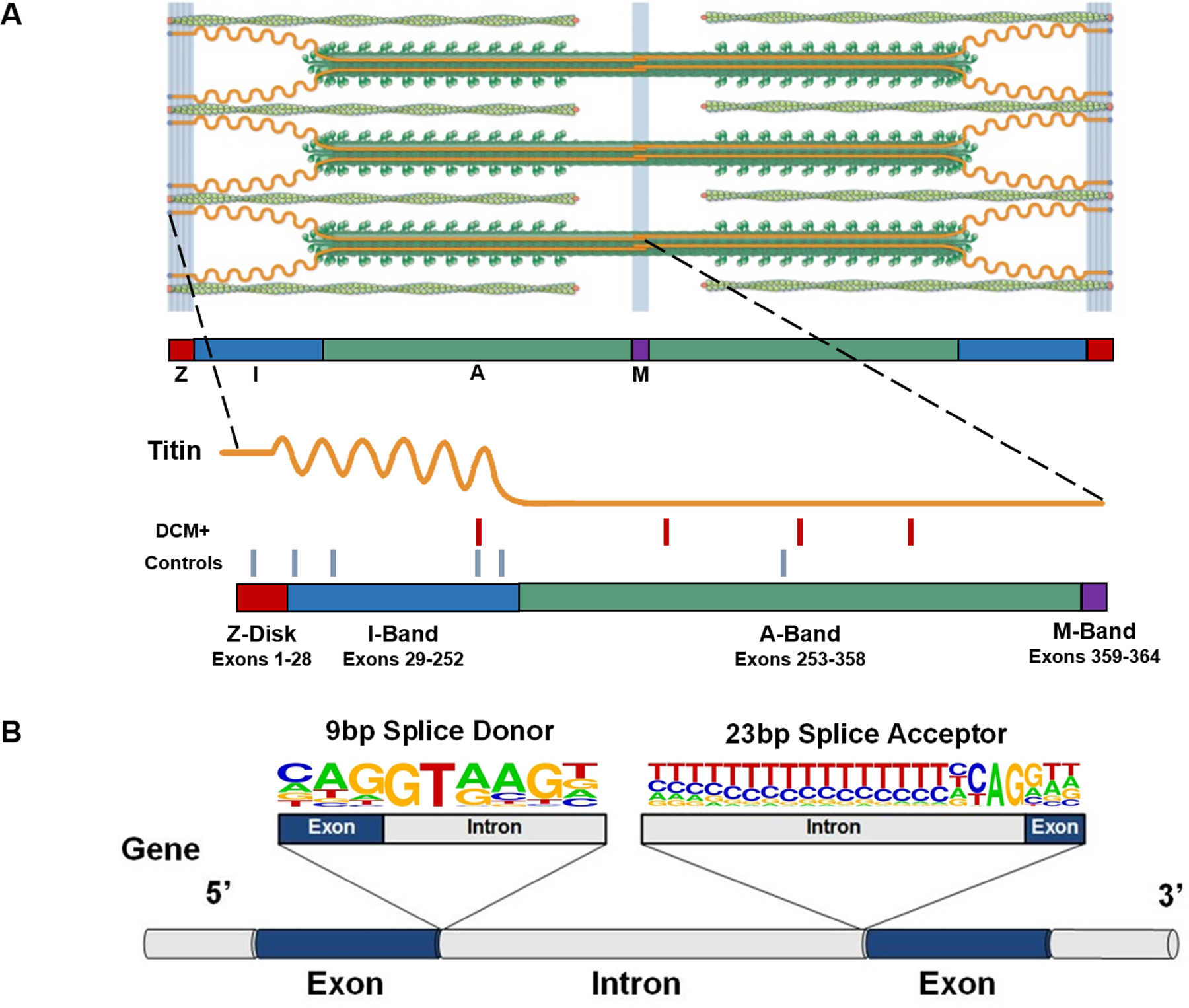 Figure 1: