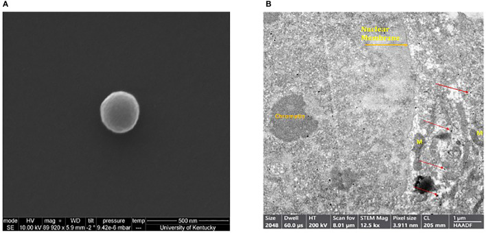 Figure 2